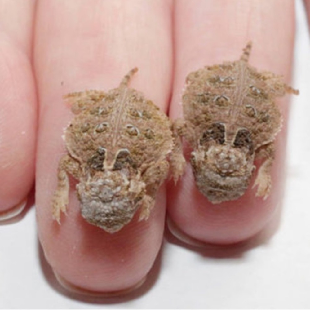 Pewter Horny Toad Necklace Pendant - Picture 9 of 10